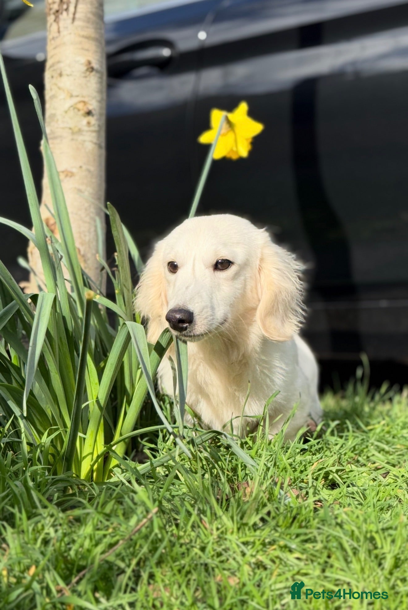 Miniature Dachshund dogs Platinum Cream Stud⚡️🤍 - Advert 1