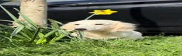 Miniature Dachshund dogs for stud: Platinum Cream Stud⚡️🤍 - Advert 1