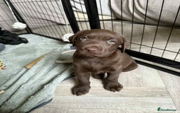 Labrador Retriever dogs for sale: KC Registered Lab pups ready for reserving - Image 7