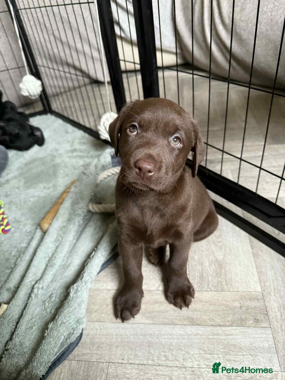 Labrador Retriever dogs for sale: KC Registered Lab pups ready for reserving - Image 7