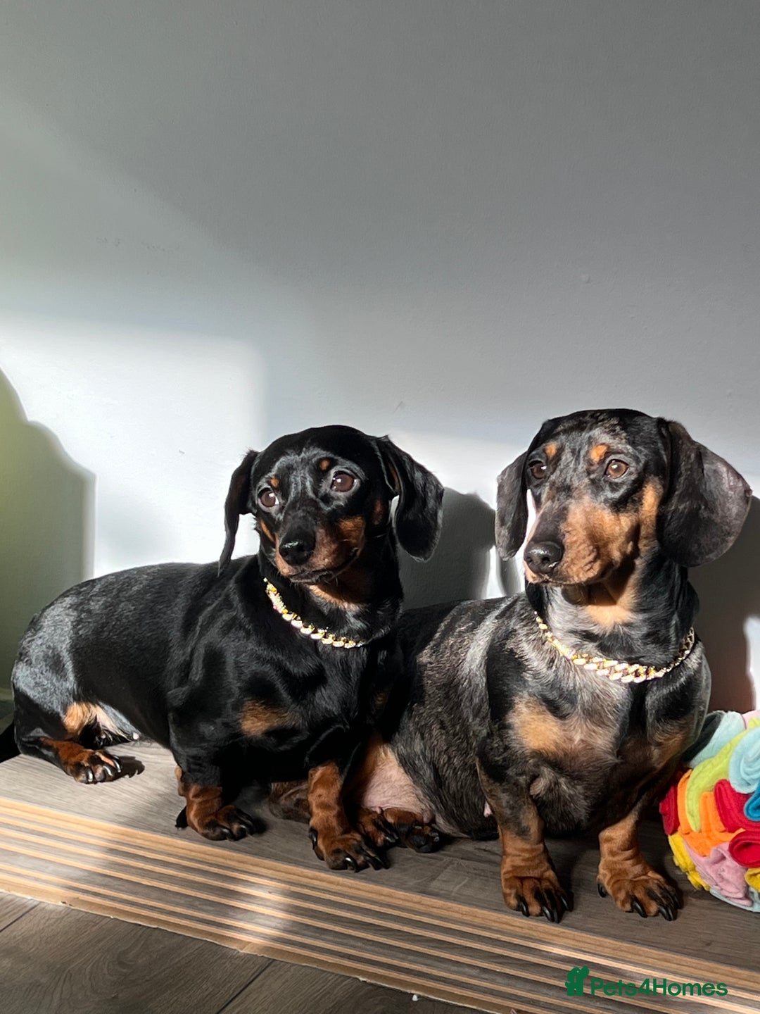 Miniature Dachshund dogs for sale: LADY & RUBY - Advert 15