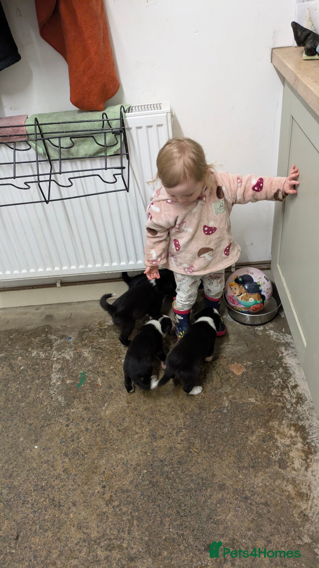 Border Collie dogs for sale: Three border collie pups for sale. - Advert 3
