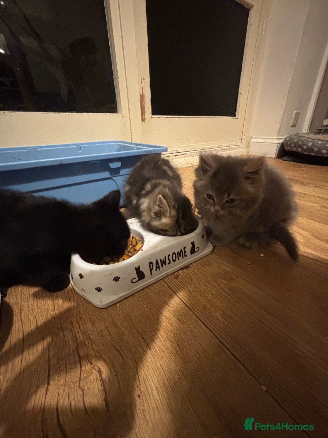 Mixed Breed cats for sale: Three Cute Kittens Available  - Advert 5