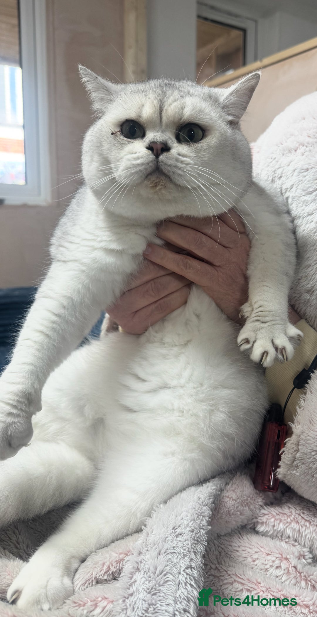 British Shorthair cats for sale: Storm - 17 month boy  - Advert 1