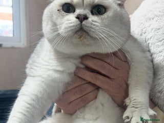 British Shorthair cats Storm - 17 month boy - Advert 1