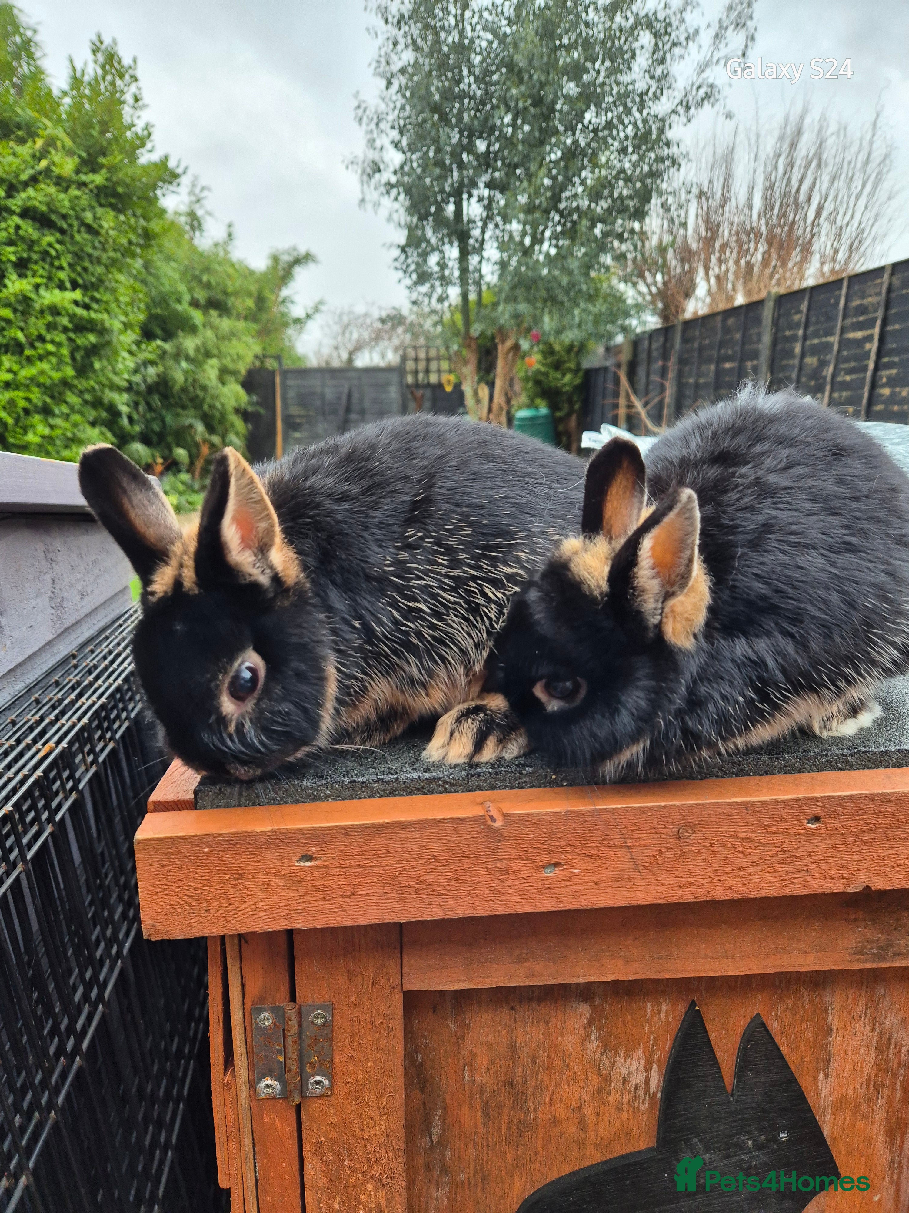 Netherland Dwarf rabbits Female netherland dwarfs - Advert 1