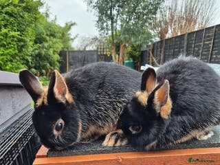 Netherland Dwarf rabbits Female netherland dwarfs - Advert 1