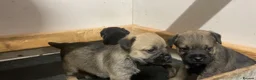 Border Terrier dogs for sale: Border terrier pups  - Advert 11