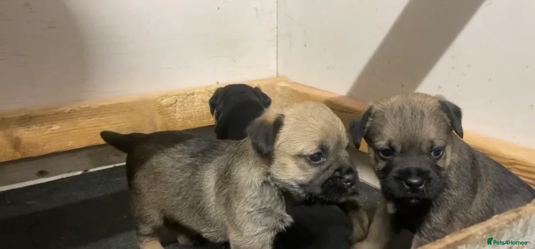 Border Terrier dogs for sale: Border terrier pups  - Advert 11