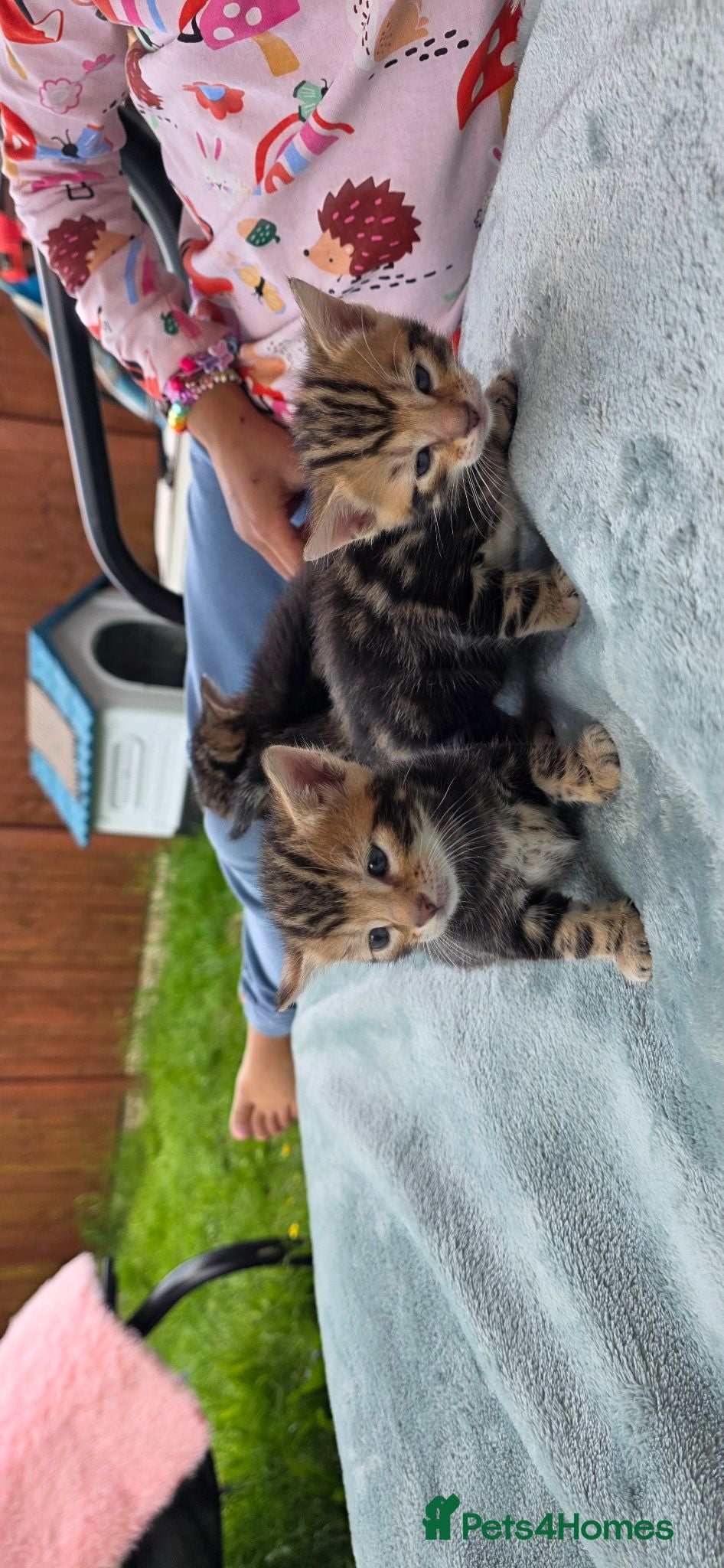 Bengal cats Beautiful Marble Bengal Kittens - Advert 13