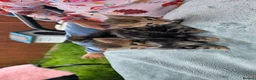 Bengal cats for sale: Beautiful Purebred Bengal Kittens - Advert 11