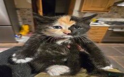 British Shorthair cats for sale: Beautifully marked kittens.  - Image 1