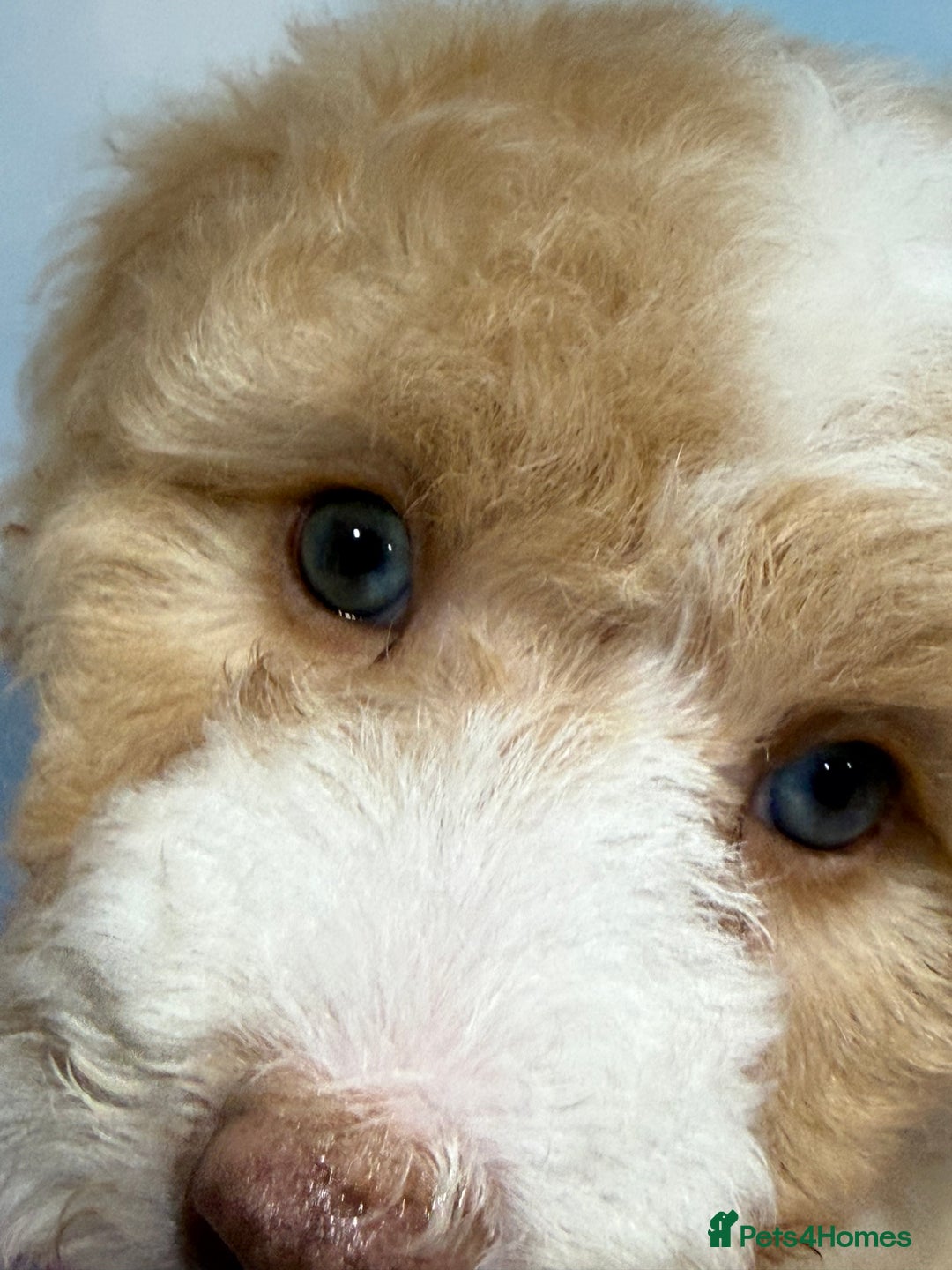 Bernedoodle dogs for sale: Bernedoodles - Advert 4