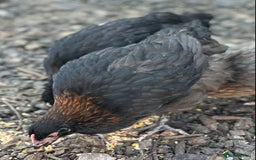 Chickens poultry for sale: French Copper Black Marans - Dark Brown Eggs - Image 3