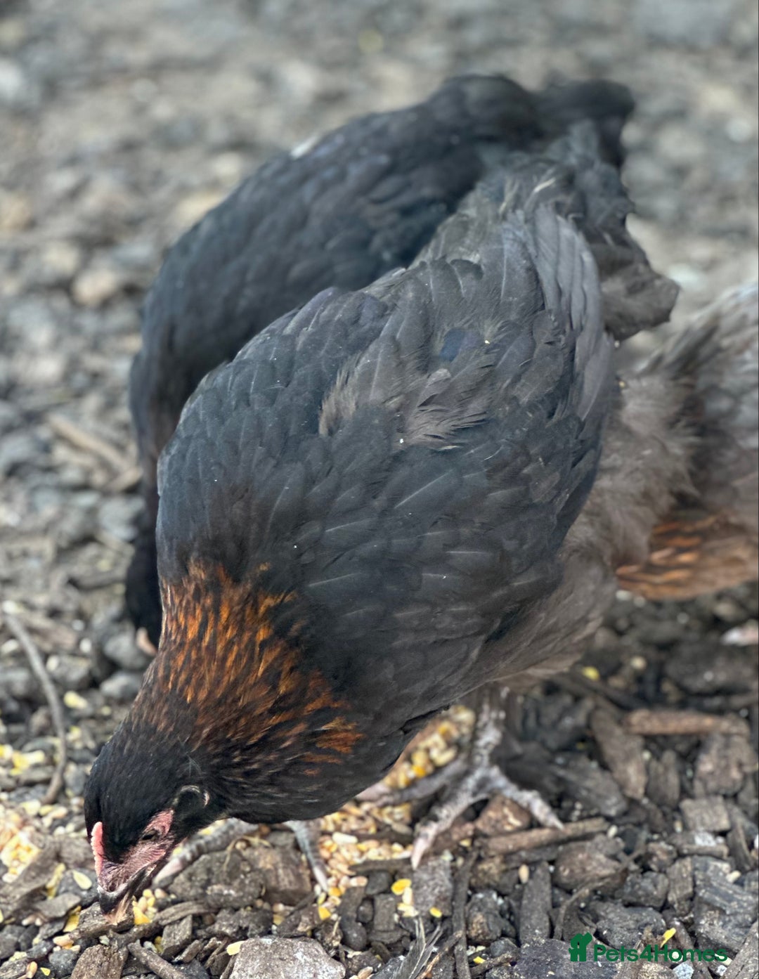 Chickens poultry for sale: French Copper Black Marans - Dark Brown Eggs - Image 3