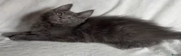 Maine Coon cats for sale: Reduced! TICA Maine Coon Kittens active possible  - Advert 33