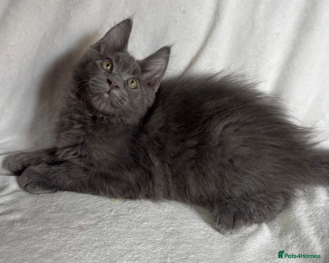 Maine Coon cats for sale: Reduced! TICA Maine Coon Kittens active possible  - Advert 33
