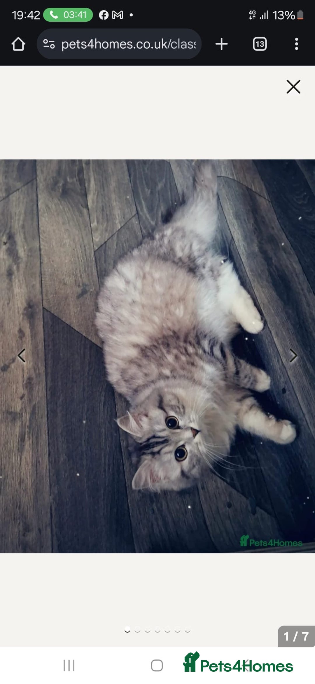 Persian cats for sale: Beautiful doll face persian - Image 4