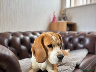 Beagle dogs in Stafford - Advert 8
