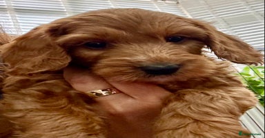 Cockapoo dogs - Advert 7