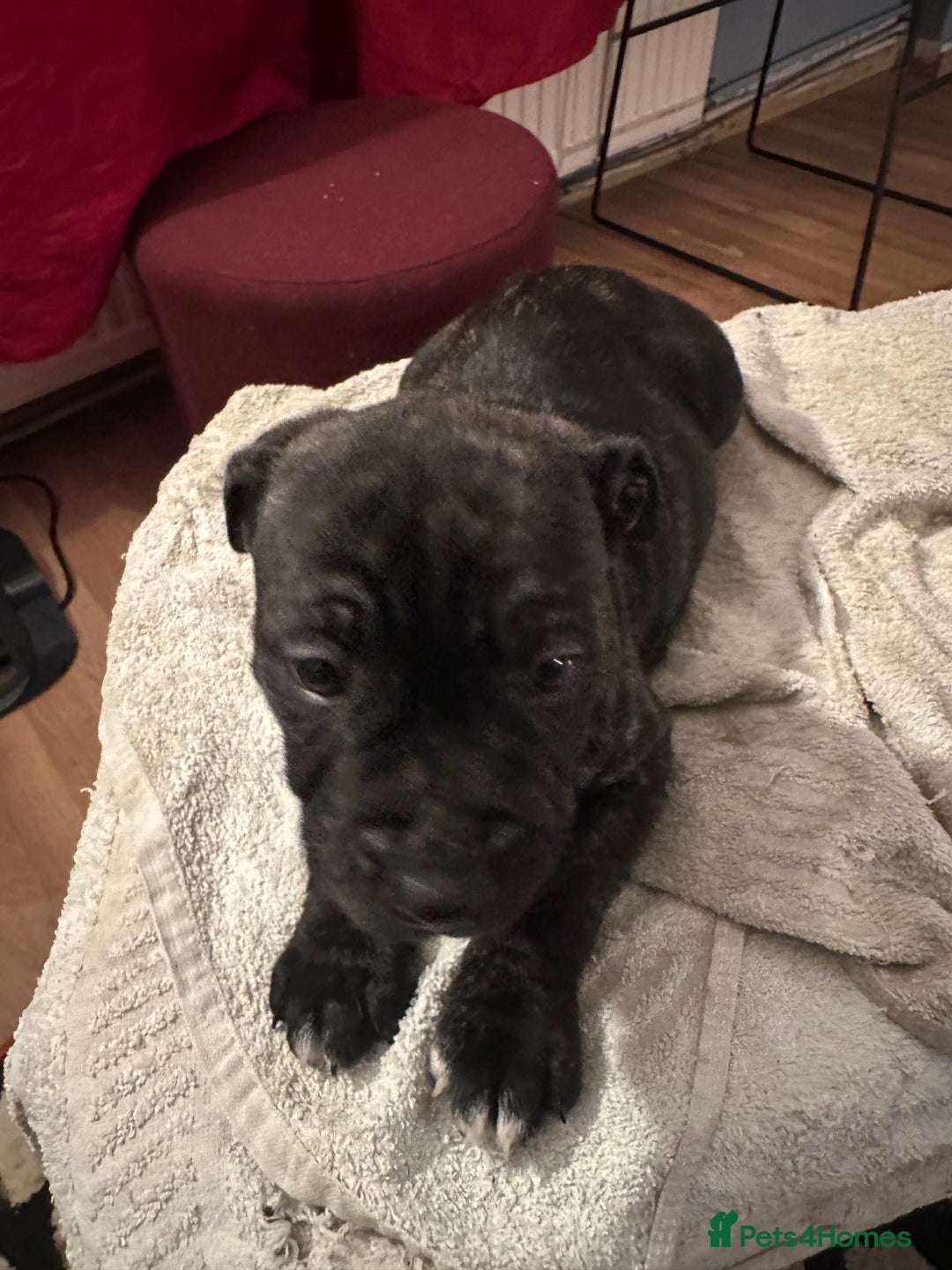 Mixed Breed dogs for sale: Beautiful staffy puppies looking for forever home  - Advert 5
