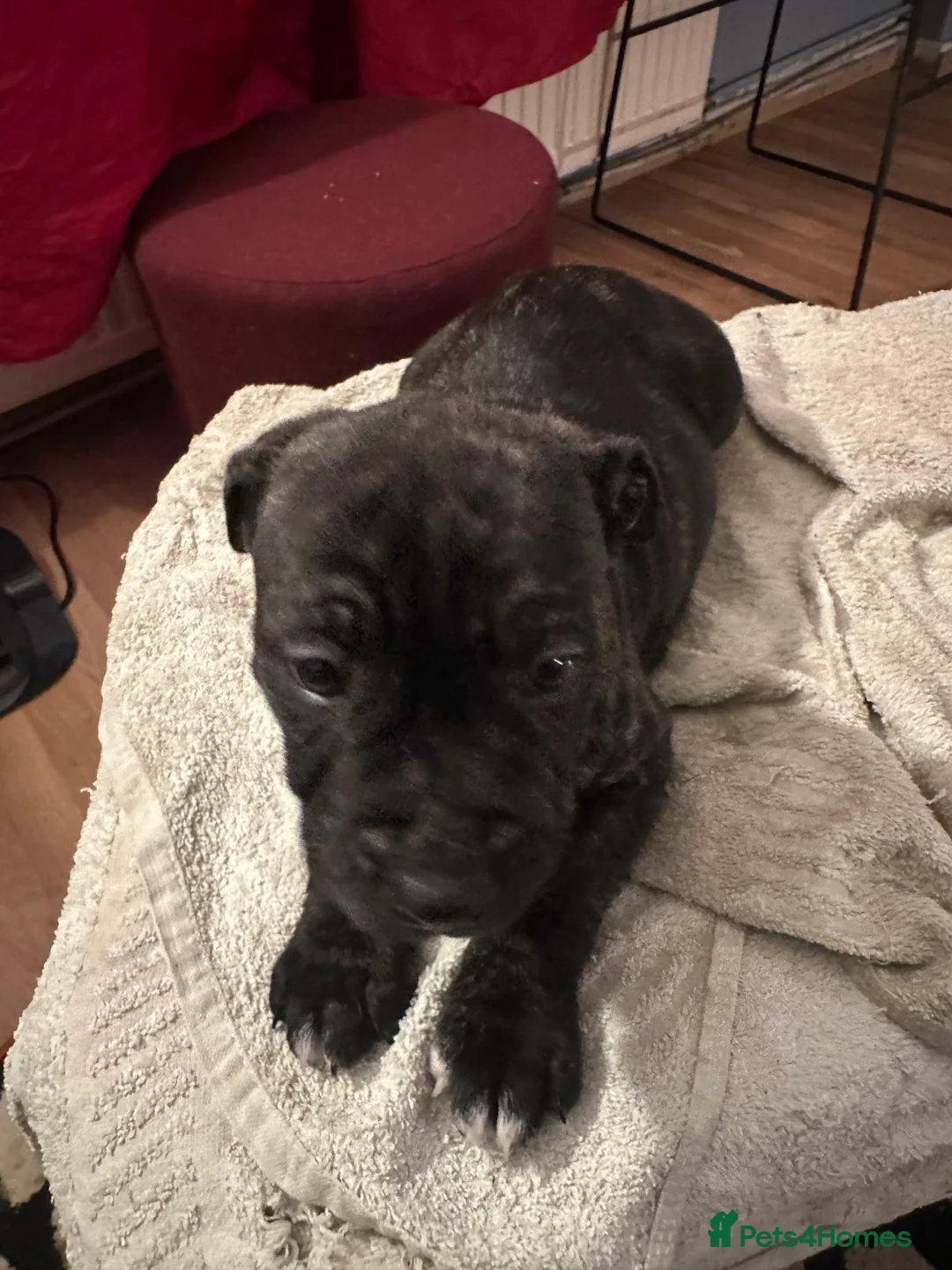 Mixed Breed dogs for sale: Beautiful staffy puppies looking for forever home  - Advert 5
