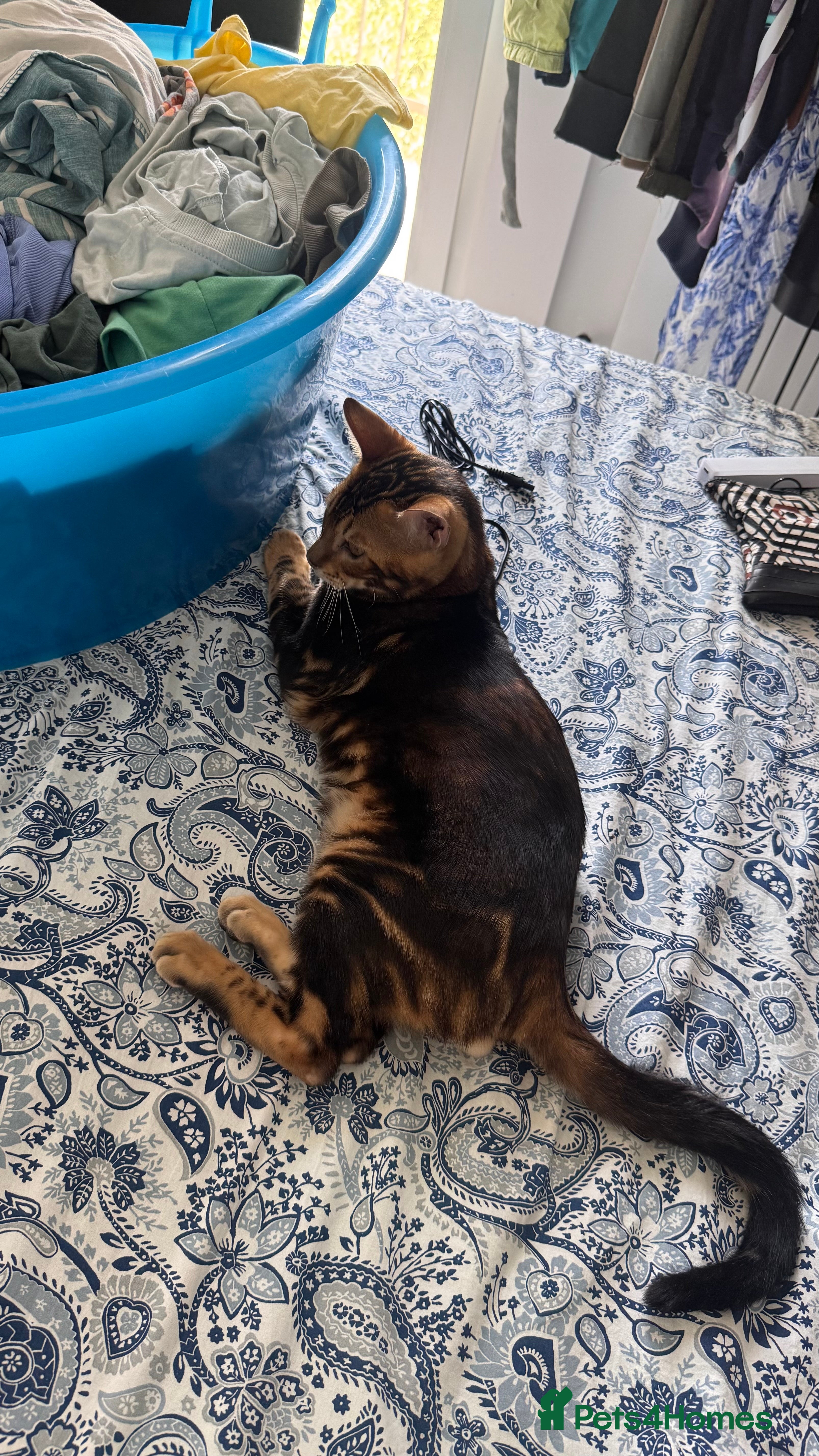 Bengal cats for sale: TICA Bengal cats adorable educated with kid NO UK  in London - Advert 18