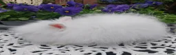 Angora rabbits for sale: ANGORA X DOUBLE LION HEAD BABIES  - Advert 9