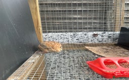 Quail poultry for sale: Quails celedon and italian - Image 3