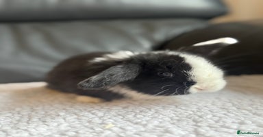 Mini Lop rabbits Outstanding mini lop litter - Advert 6