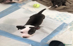 Staffordshire Bull Terrier dogs for sale: Black/ white/ grey staffies - Image 13