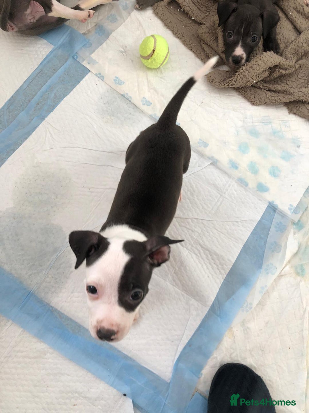 Staffordshire Bull Terrier dogs for sale: Black/ white/ grey staffies - Image 13
