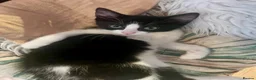 Mixed Breed cats for sale: Playful Male Kitten - Advert 5
