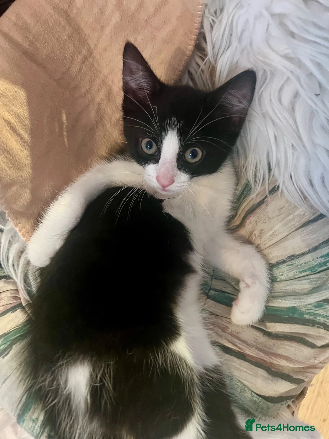 Mixed Breed cats for sale: Playful Male Kitten - Advert 5