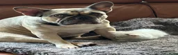 French Bulldog dogs for sale: 2 French bulldogs looking for a new home in Perth - Advert 12