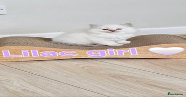 Ragdoll cats 🐾Last two Ragdolls.Ready 22nd December 🐾 - Advert 16