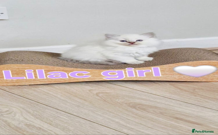 Ragdoll cats 🐾Last two Ragdolls.Ready 22nd December 🐾 - Advert 5