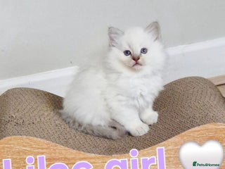 Ragdoll cats 🐾Last two Ragdolls.Ready 22nd December 🐾 - Advert 5