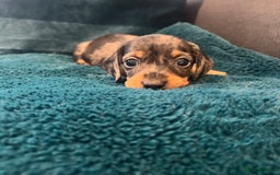 Miniature Dachshund dogs for sale: Stunning kc reg miniature dachshunds  - Image 14