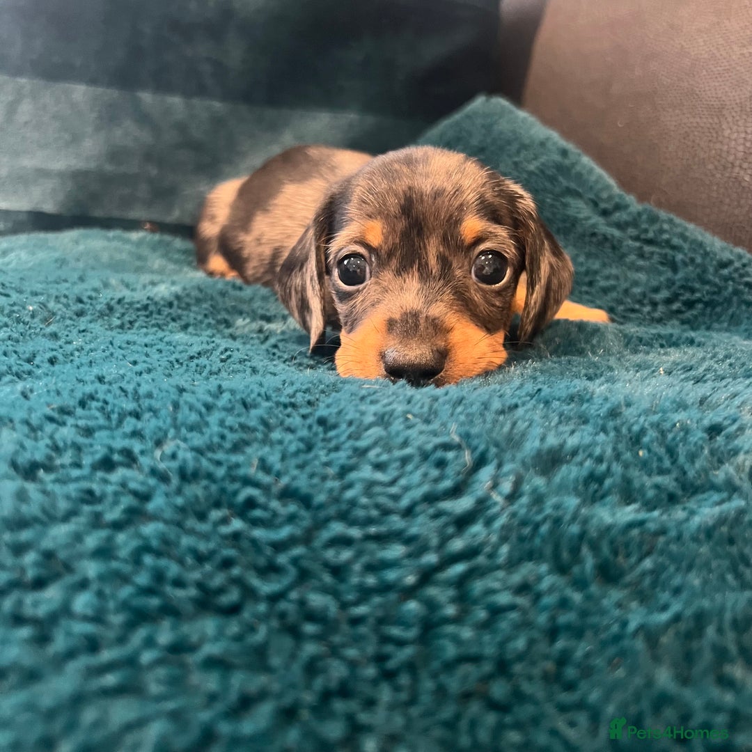 Miniature Dachshund dogs for sale: Stunning kc reg miniature dachshunds  - Image 14