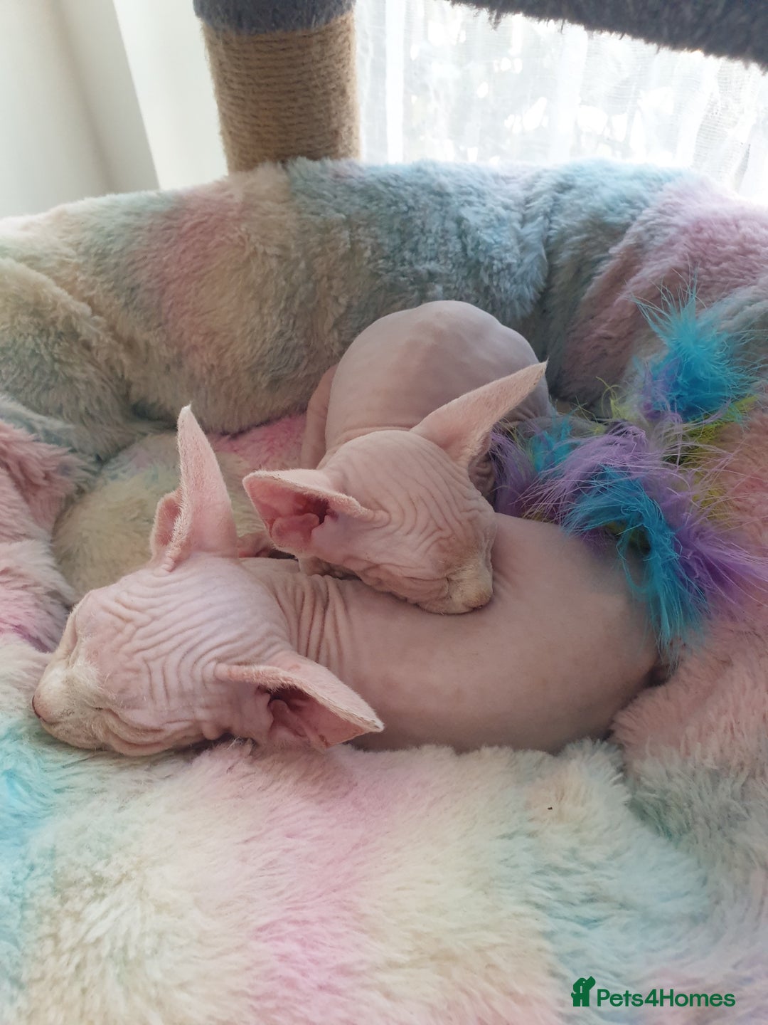Sphynx cats for sale: Baby Sphynx Kitten - Image 5