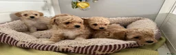 Poochon dogs for sale:  BEAUTIFUL F1 POOCHON PUPPIES  - Advert 7
