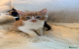 Mixed Breed cats for sale: Gorgeous kittens for sale  - Image 4
