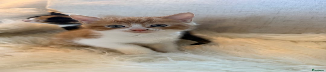 Mixed Breed Kitten 1