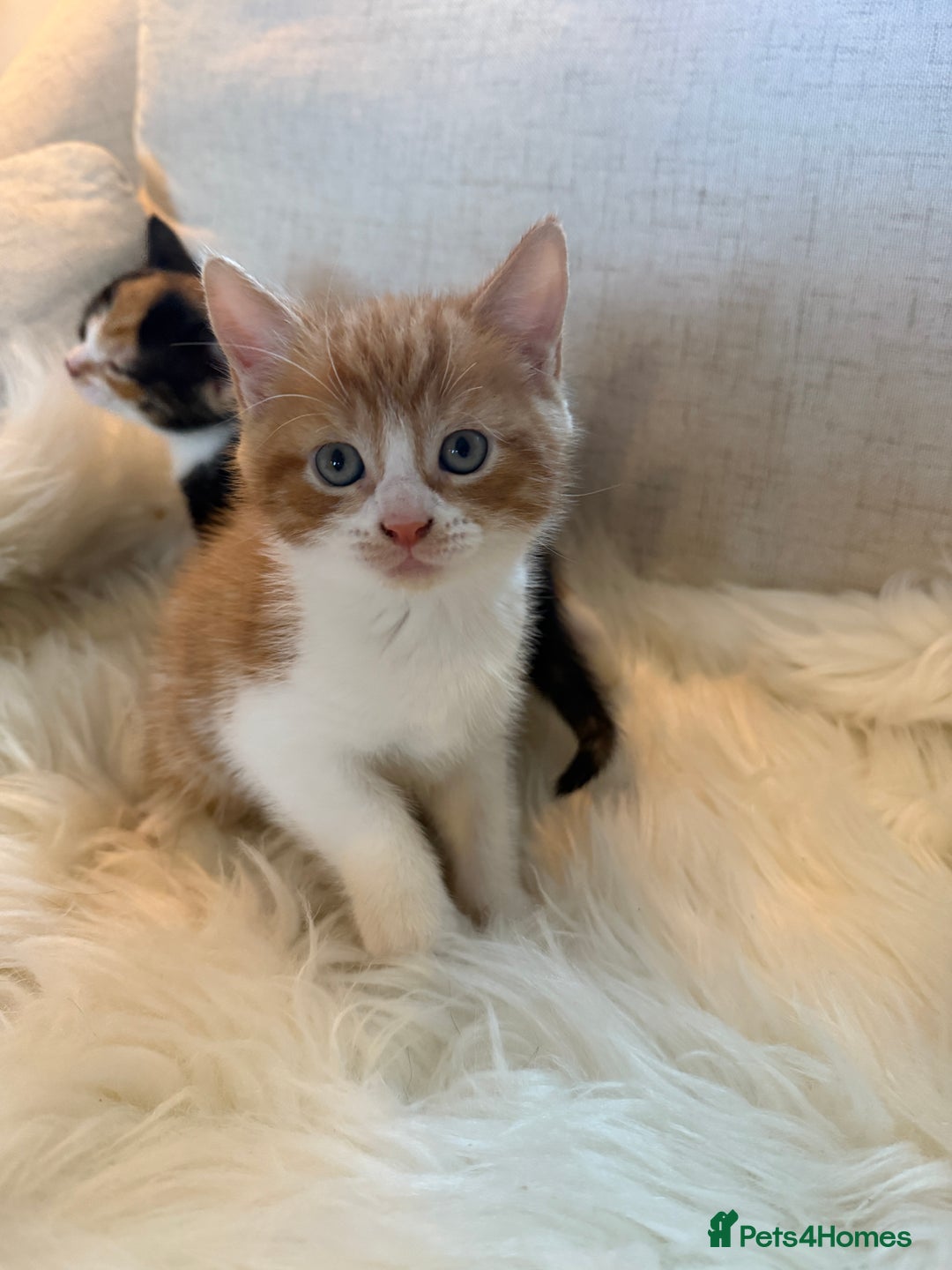Mixed Breed cats for sale: Gorgeous kittens for sale  - Image 4