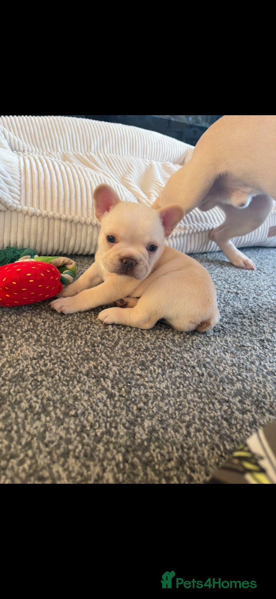 French Bulldog dogs Baby Girl Frenchie - Advert 11