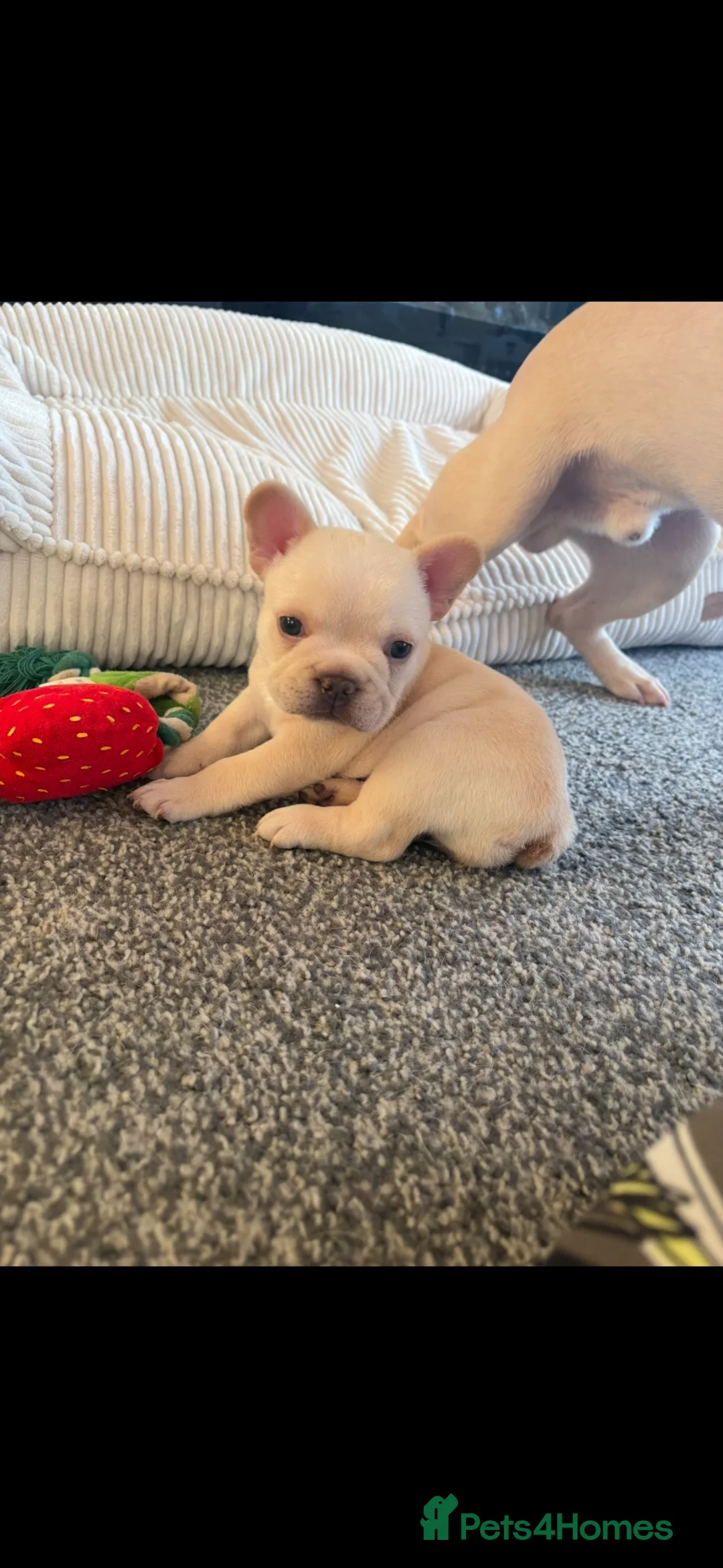 French Bulldog dogs for sale: Baby Girl Frenchie - Advert 1