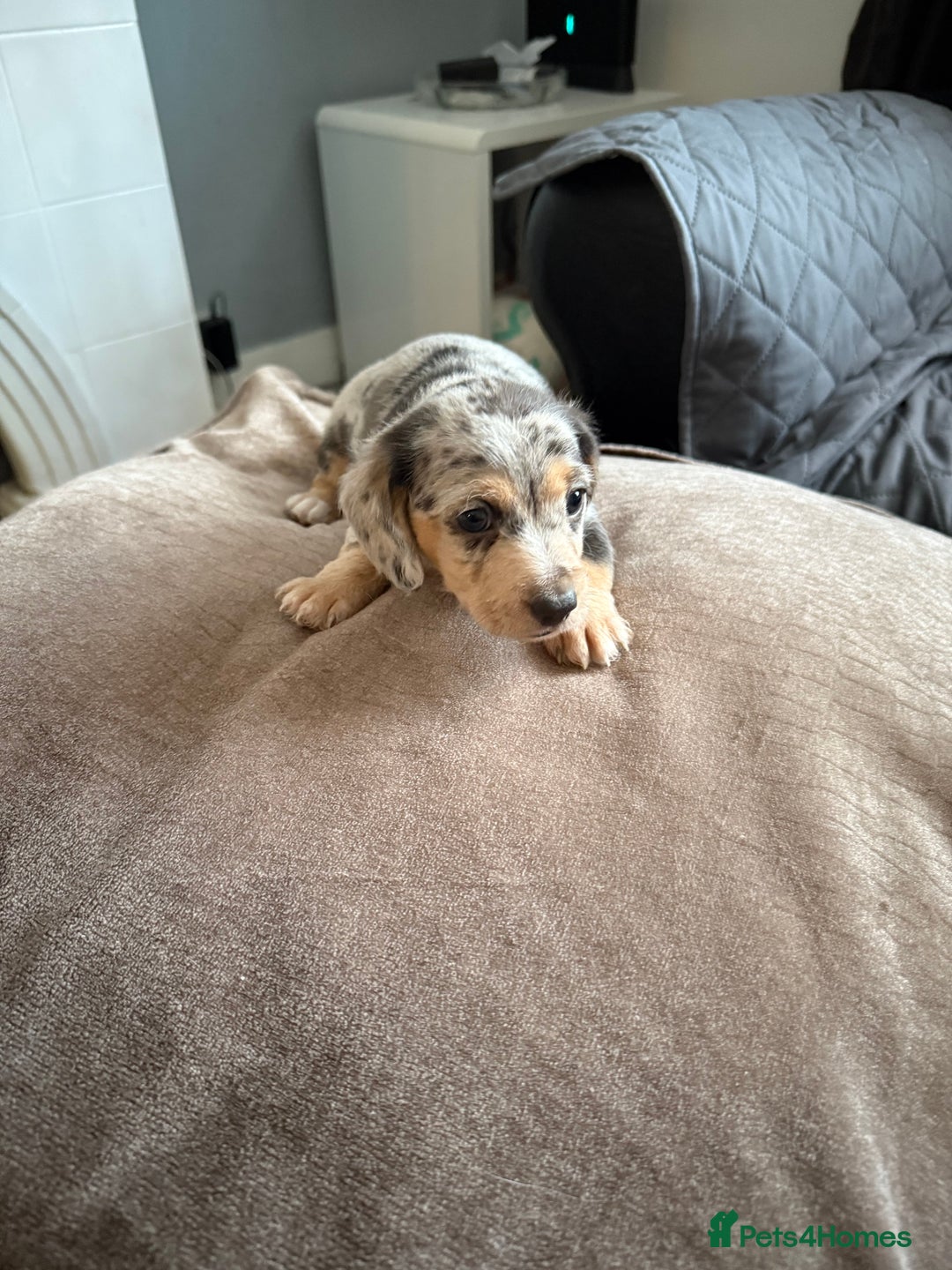 Mixed Breed dogs for sale: Doxiepoo  - Advert 4