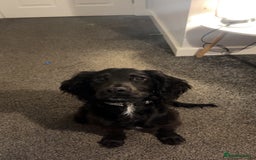 Cocker Spaniel dogs for sale: Dog for sale Milo - Image 1