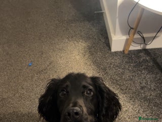 Cocker Spaniel dogs - Advert 3